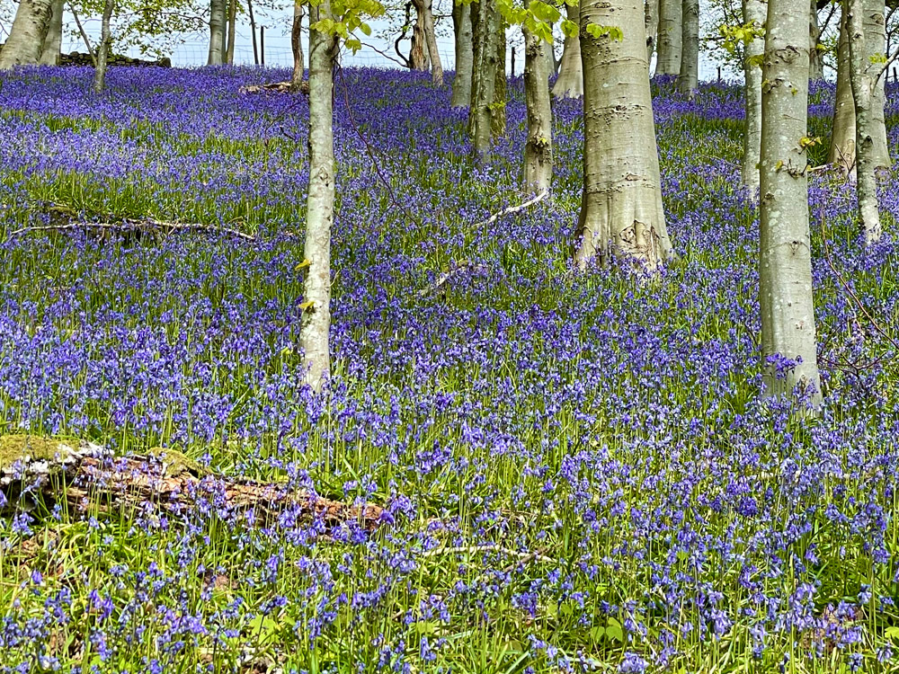 Bluebells Amaze Bike Hirers in The Lake District